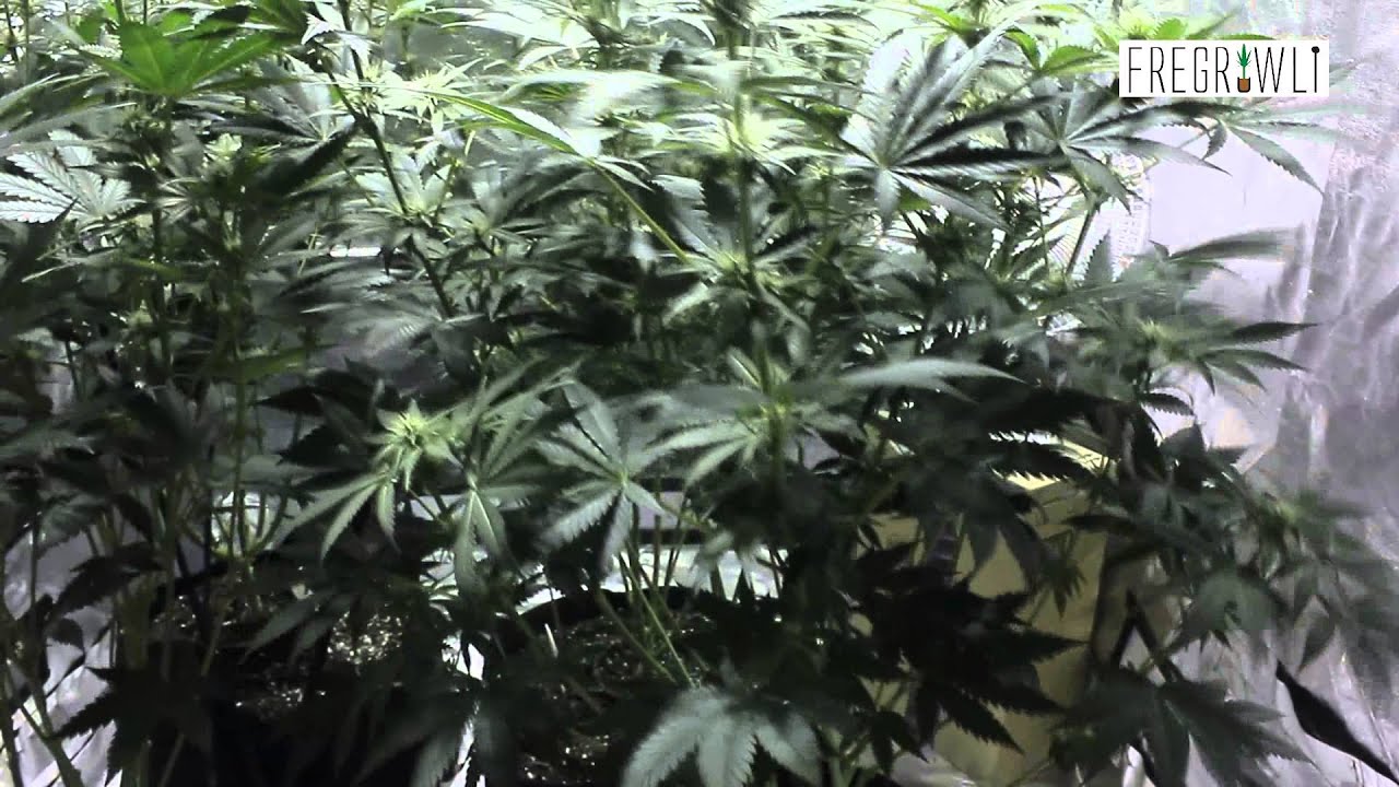 Week 2 Flower Update Kosher Tangie + G13 Labs Strains