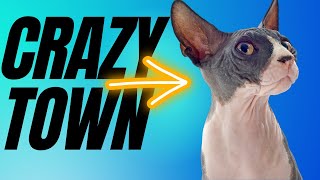 Top 10 Cat Breeds You SHOULD NOT Get