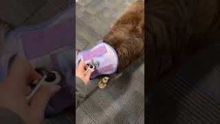 Dog Disapproves Her New Winter Boots and Refuses to Walk