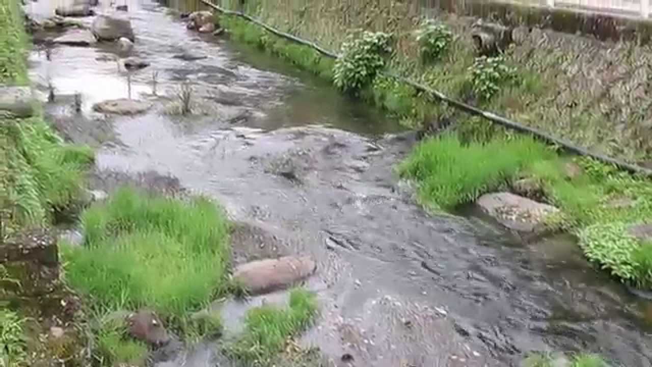 満願寺温泉 混浴川湯 で恥ずかしいながら入浴中 Youtube