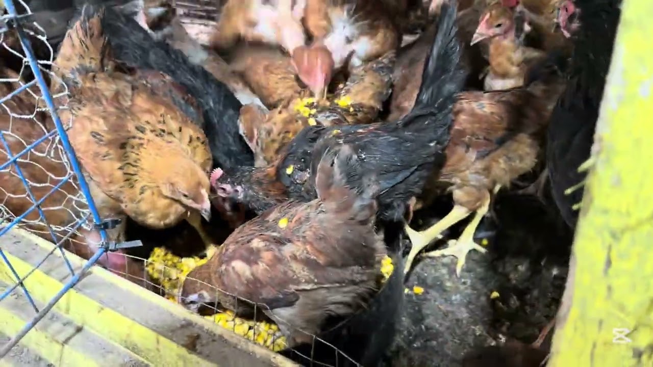 Cómo añadir vitamina a un alimento común en las gallinas 🐓 gallina  