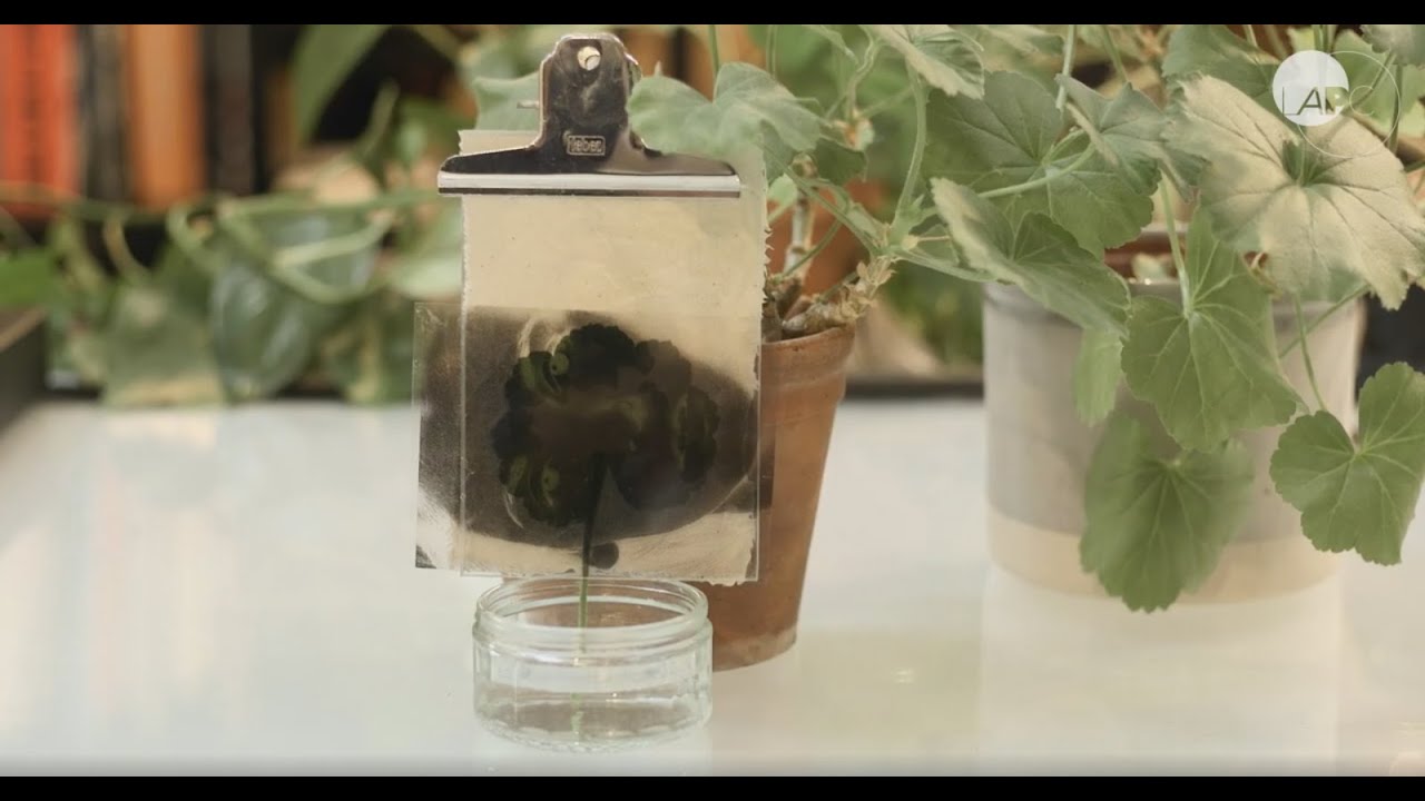 Pelargonium Printing with Alice Cazenave