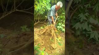 Download Lagu simple technique for removing cassava without special tools #shorts MP3 Download Lagu simple technique for removing cassava without special tools #shorts MP3