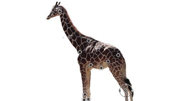 Photoshop   Puppet Warp and Cast Shadow on a giraffe   part 11   Learning Adobe Photoshop by example