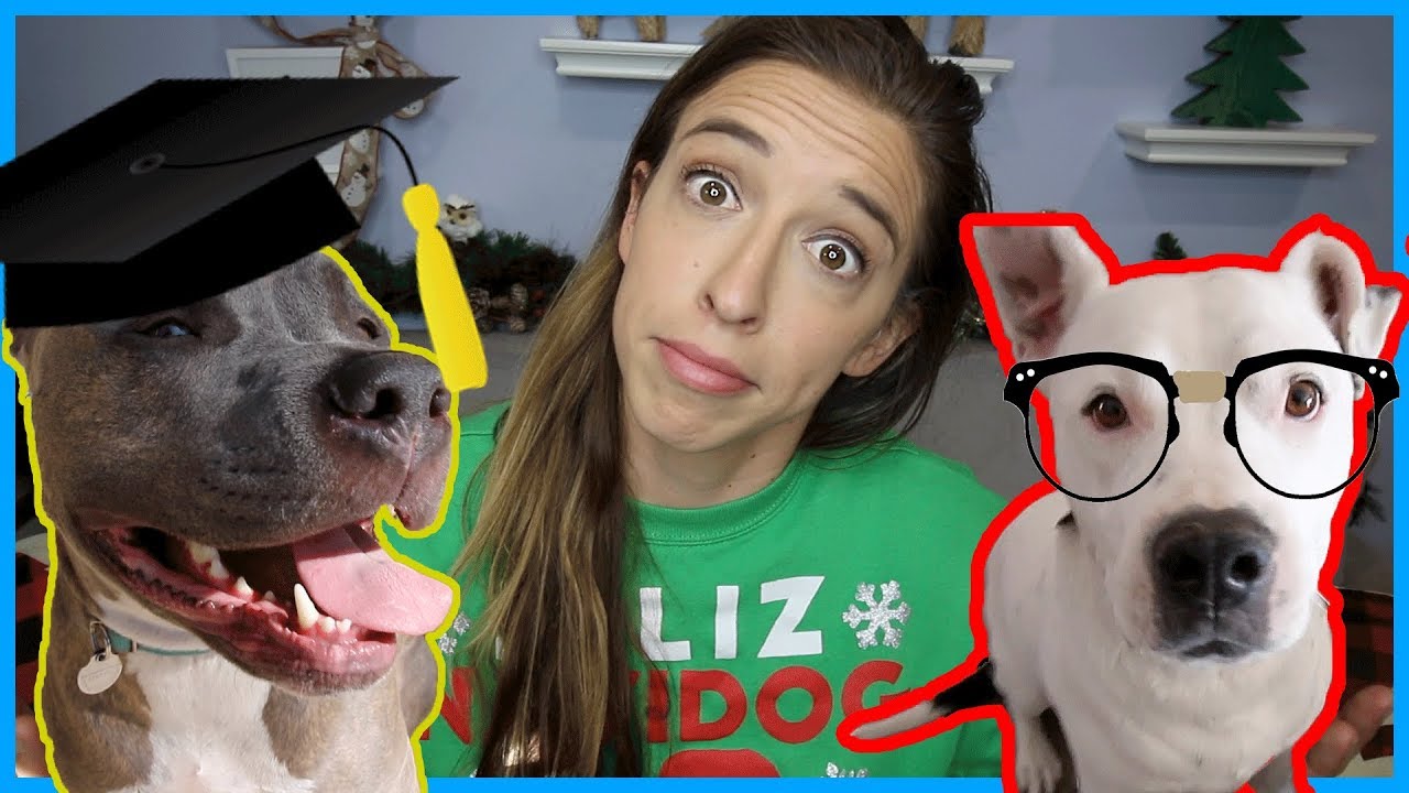 Testing My Dogs' IQs! - YouTube