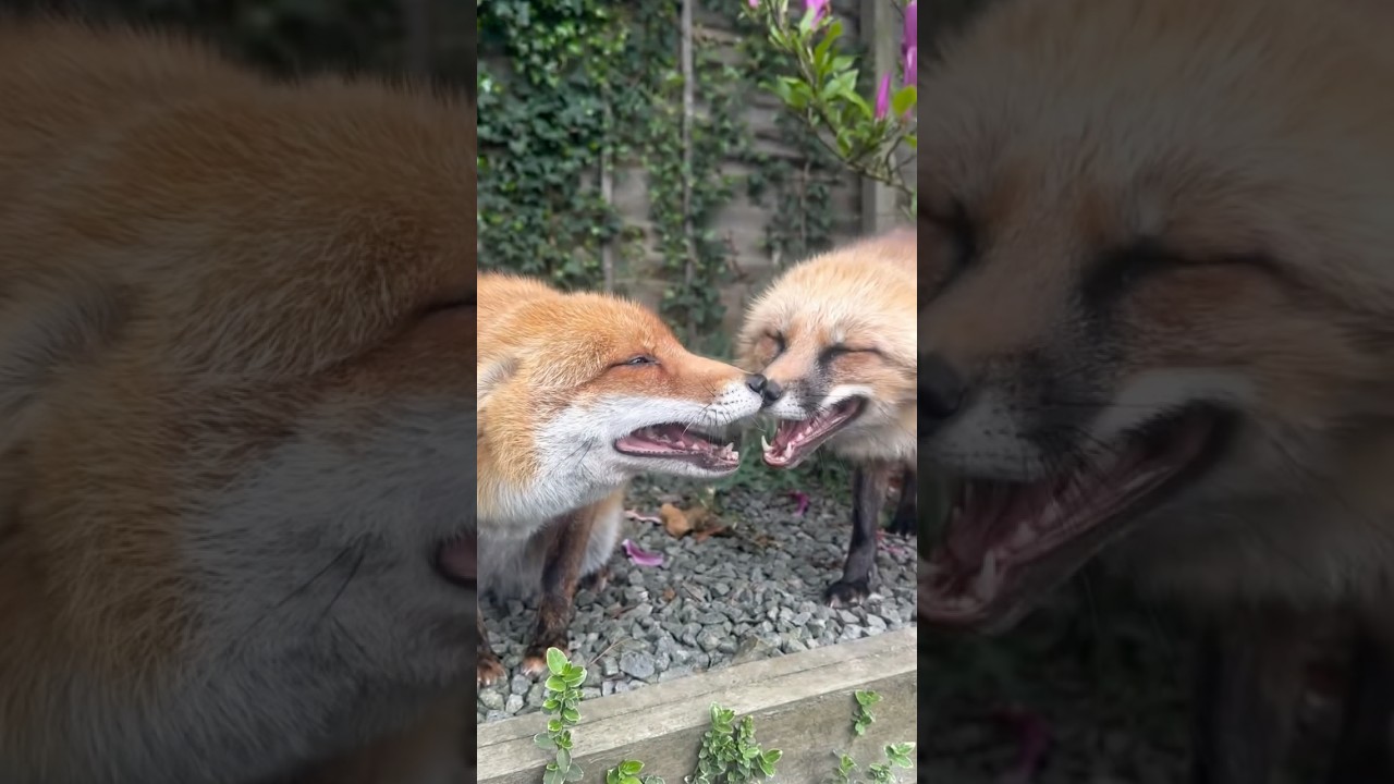 Дві приручені лисички 