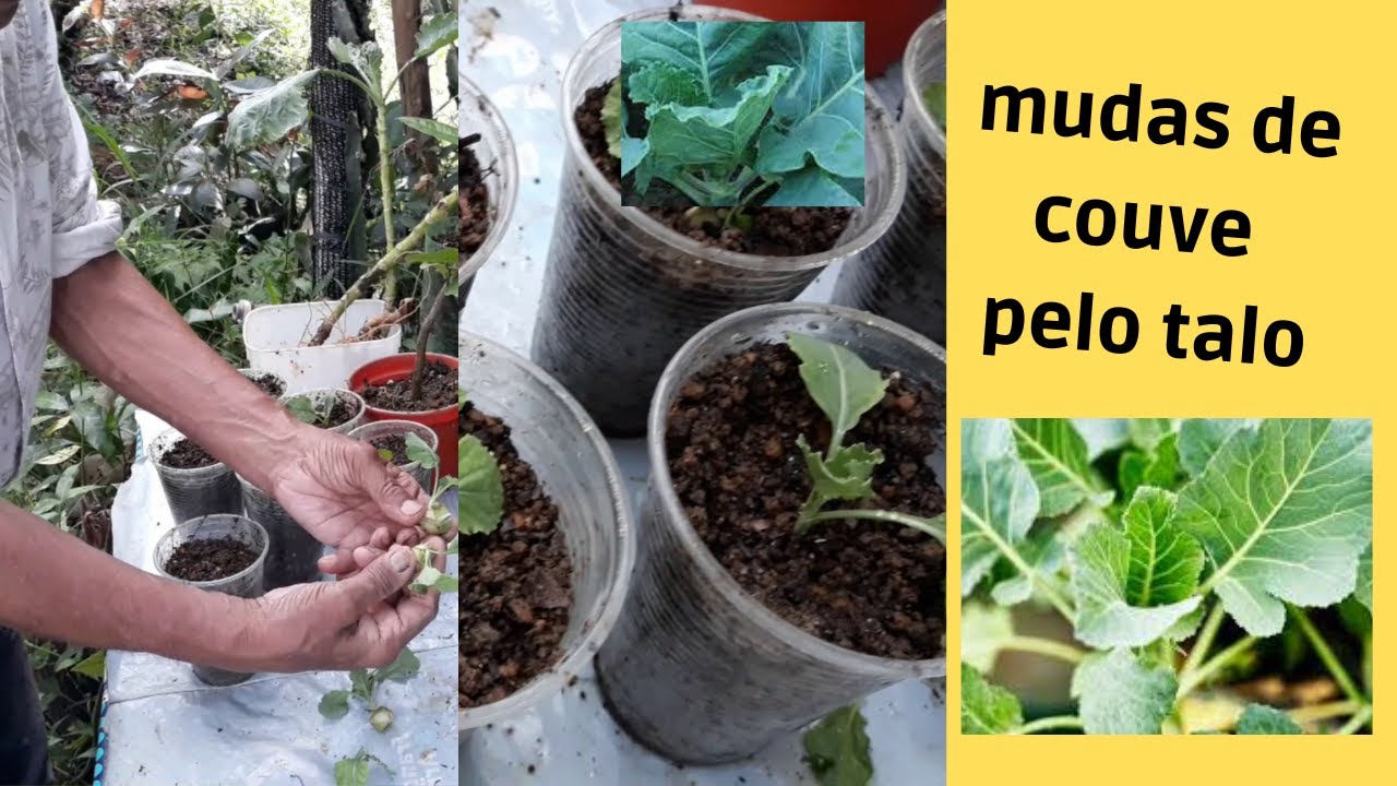 Como fazer mudas de couve usando o talo - YouTube