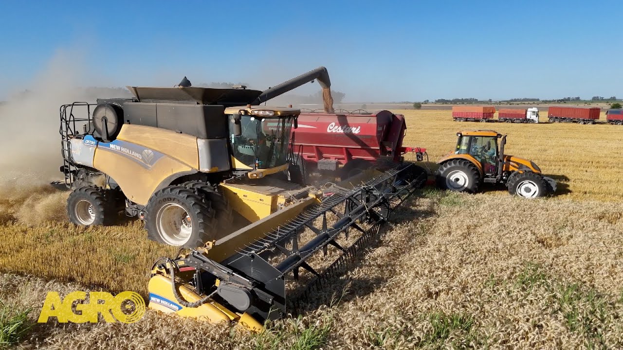 Bumper Crop en acción: Manejo y tecnología detrás de un trigo de 8 toneladas (#1174 2026-02-07)