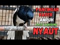 PANCINGAN KACER GACOR TARUBG BUKA EKOR COCOK UNTUK MENAIKAN EMOSI DAN BIRAHI KACER AGAR CEPAT GACOR 