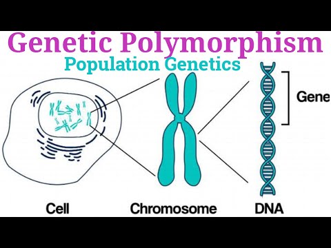 Genetic Polymorphism: UPSC Anthropology & Population Genetics YouTube thumbnail