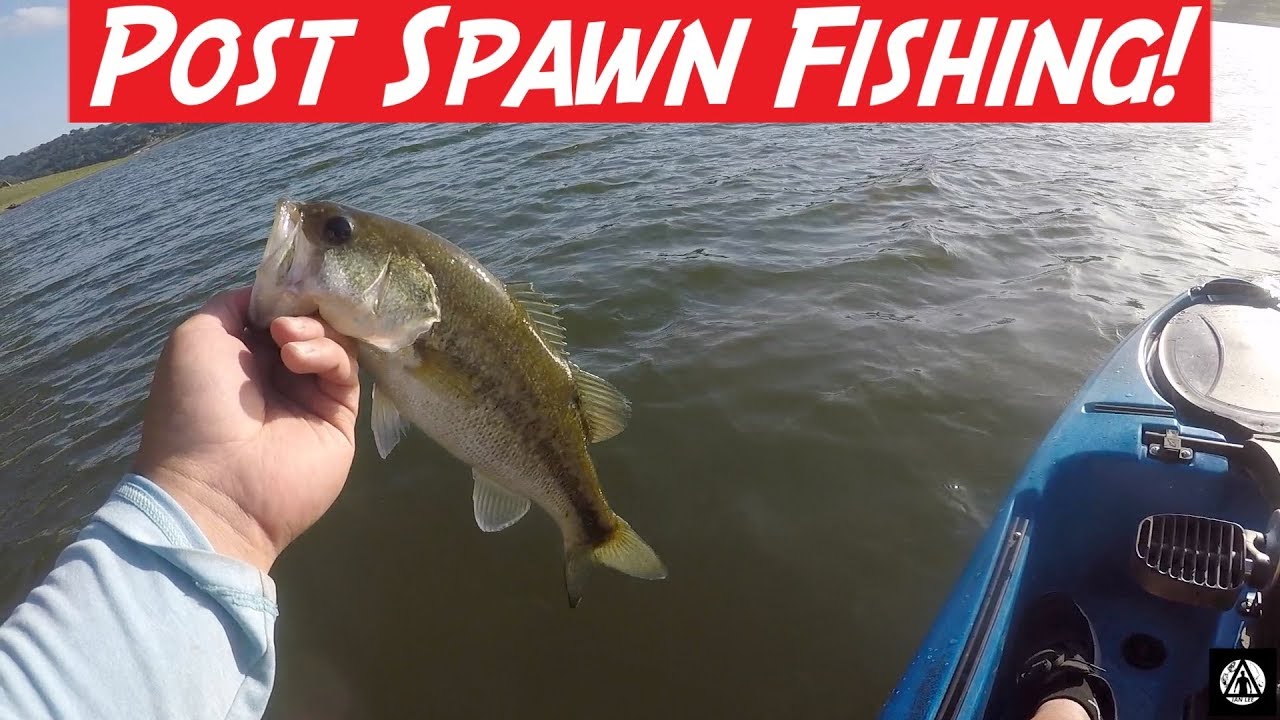 Post Spawn Bass Fishing at Coyote Lake YouTube