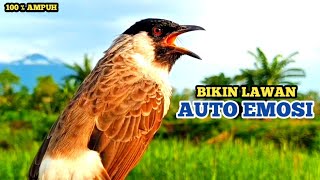 Suara Burung KUTILANG GACOR, Rapat dan Lantang Burung Kutilang Liar Auto Emosi dan Mendekat