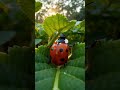 Ladybug Micro-Cam: A Tiny World Beneath the Leaves
