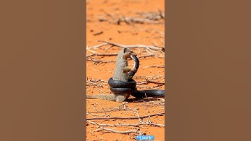 HEART STOPPING The Moment a Mother Mongoose Confronts a King Cobra