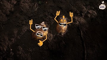 Lamb Weston Fries at home – Potato harvest