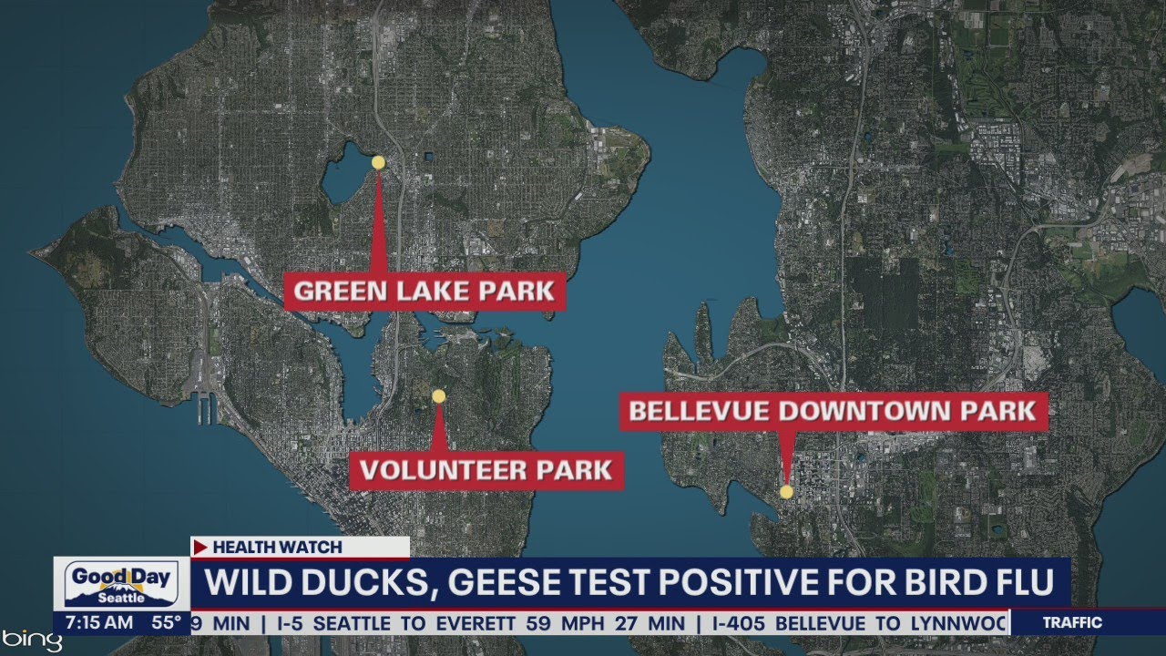 Wild ducks, geese test positive for bird flu | FOX 13 Seattle