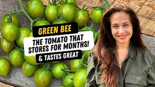 The Tomato That Stores For Months: Green Bee Tomato