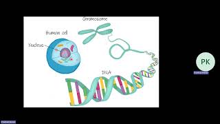 IGCSE Ch 17 Inheritance