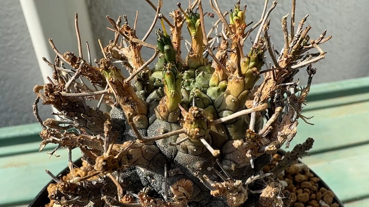 Rooting management of octopus plants failed! Autumn tuberous root