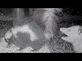 Squiggles the skunk vs an opossum or 3 a m  mayhem at bwhq