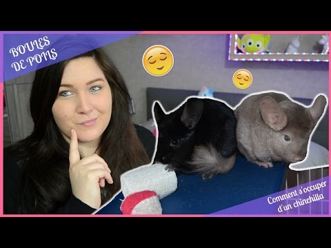 Vidéo: Comment Prendre Soin D'un Chinchilla