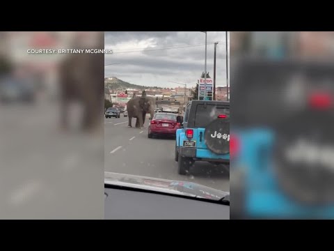 Circus elephant escapes handler, lumbers across busy Montana streeet