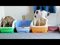 【可愛い猫の多頭飼いに癒される】はちわれクー太はトイレ掃除のプロ　Cat 's toilet cleaning　そうそう、縁まで丁寧に...って、違うがな！そこは良いからちゃんと砂かけて＜JAPAN＞