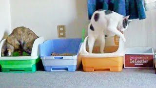 【可愛い猫の多頭飼いに癒される】はちわれクー太はトイレ掃除のプロ　Cat 's toilet cleaning　そうそう、縁まで丁寧に...って、違うがな！そこは良いからちゃんと砂かけて＜JAPAN＞