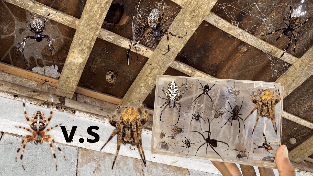 GAGAMBA FIGHT !! Hunting TOP Black spider Around us - YouTube