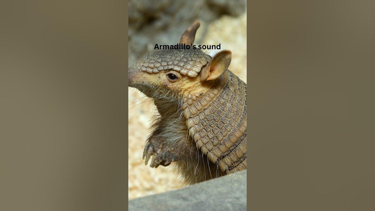 Armadillo’s sound armadillo soundofnature mamals animals wikipedia