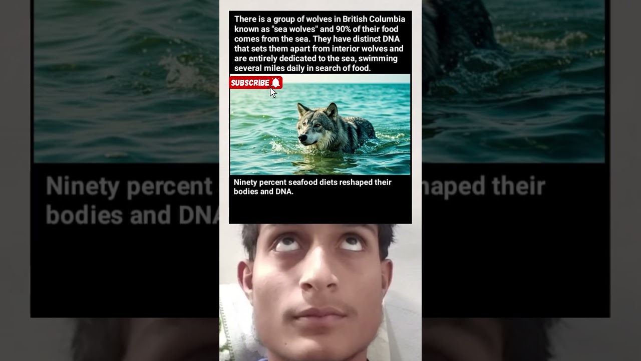 Sea Wolves of British Columbia 🐺🌊 | Wolves That Swim Miles Daily for Seafood