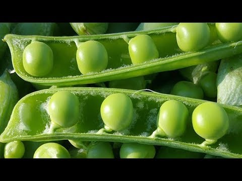 Video: Características de la familia de las leguminosas