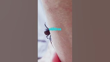 BLACK WIDOW SPIDER: The Most DANGEROUS Spider in America #shorts