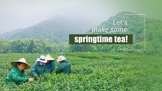 Live: Let’s make some springtime tea! 你所不知道的春茶采摘与制作