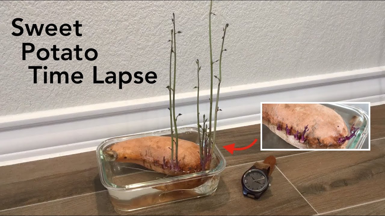 Watch Plants Grow Sweet Potato Time Lapse YouTube