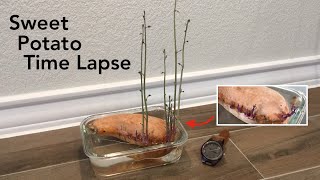Watch Plants Grow: Sweet Potato Time Lapse