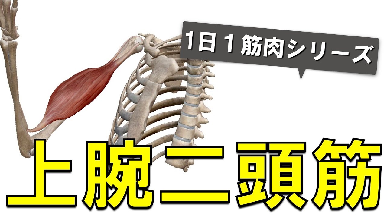 【1日1筋肉×上腕二頭筋】力こぶを構成する腕の筋肉：上腕二頭筋の起始停止と作用について
