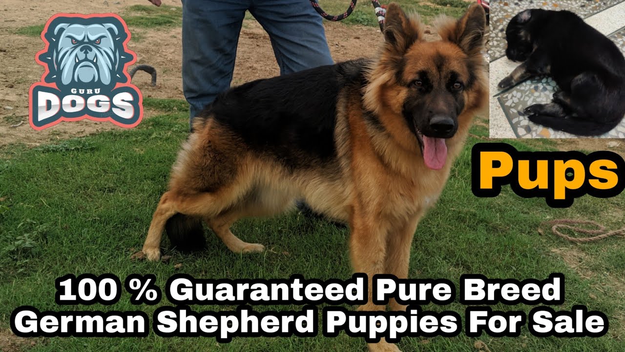 Fully Double Coat German Shepherd Puppies For Sale YouTube