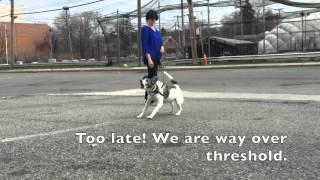 Dog body language - Trigger demonstrates signals that lead to a blow up screenshot 4