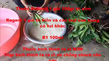 Cách xử lý lan ngọc điểm đai châu rừng khi mới mua về
