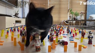 일곱고양이 400개 장애물 피하기 반응?장애물피하기게임!도미노게임! 7 wildcat | 일곱살쾡이 | one’s daily life screenshot 3