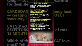 What Cats ACTUALLY Love Will SURPRISE You! 🐱✨