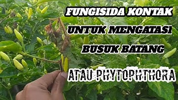 CABE ORI 212 || Fungisida kontak untuk mengatasi busuk batang / busuk ranting  (phytophthora)