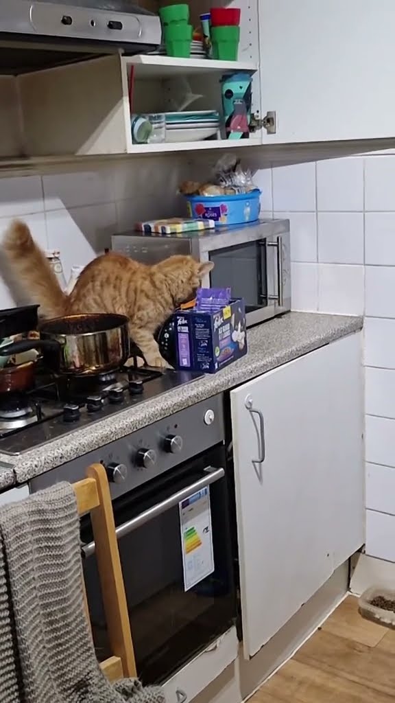 Très drôle le chat
