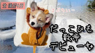 【生後64日】初めての抱っこ散歩出陣を果たすコーギー✨