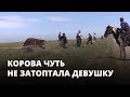 Корова чуть не затоптала людей на фестивале тюльпанов