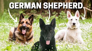 All the Colors of German Shepherd