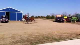 VanderMay Livestock - PC Speedy Native aka Cash with Luke VanderMay