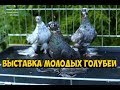 ВЫСТАВКА МОЛОДЫХ ГОЛУБЕИ  ЛОМАР  2017  ч-2