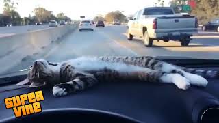 Like A Boss Vines Compilation